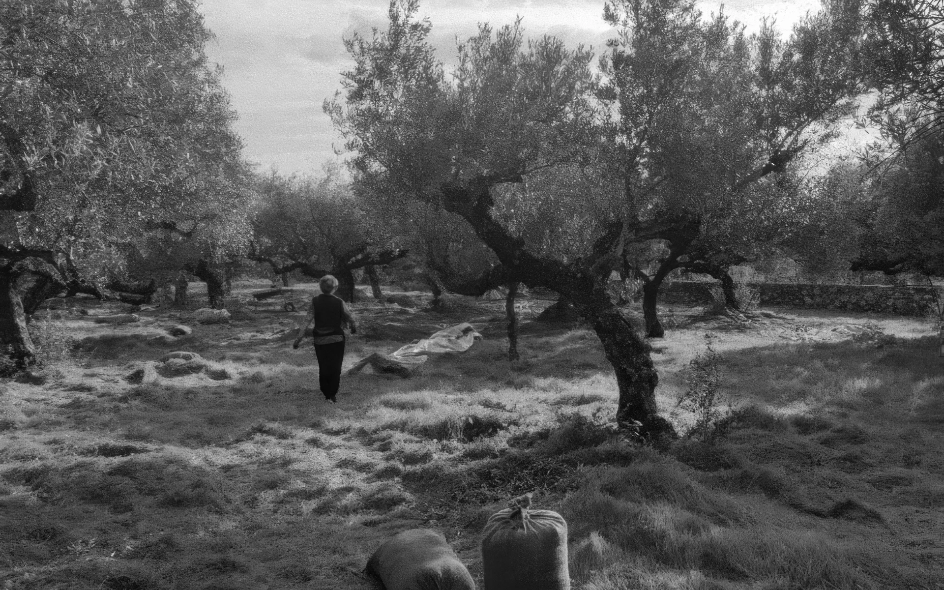 Παλιός μανιάτικος ελαιώνας κατά τη διάρκεια της συγκομιδής