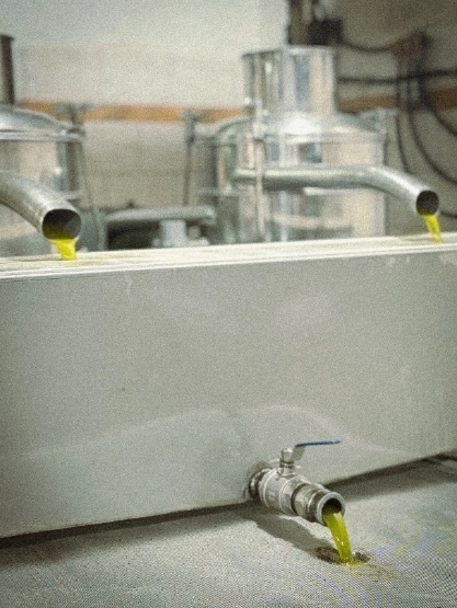 Fresh olive oil flowing from stainless-steel pipes during production.