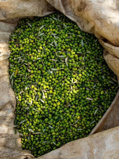 Fresh green olives with olive leaves collected in a harvesting sack.
